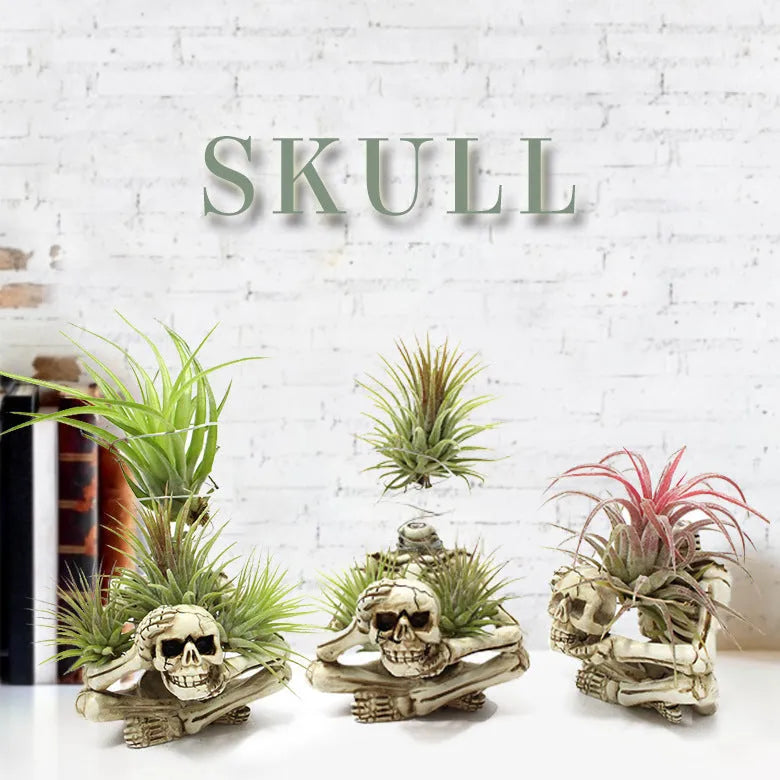 Grey resin skull plant bracket with iron base for displaying Tillandsia air plants
