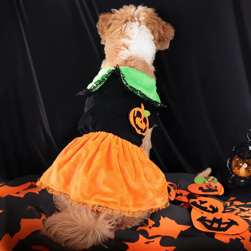 Halloween pet costume with pumpkin skirt and sweater designs in crystal velvet material