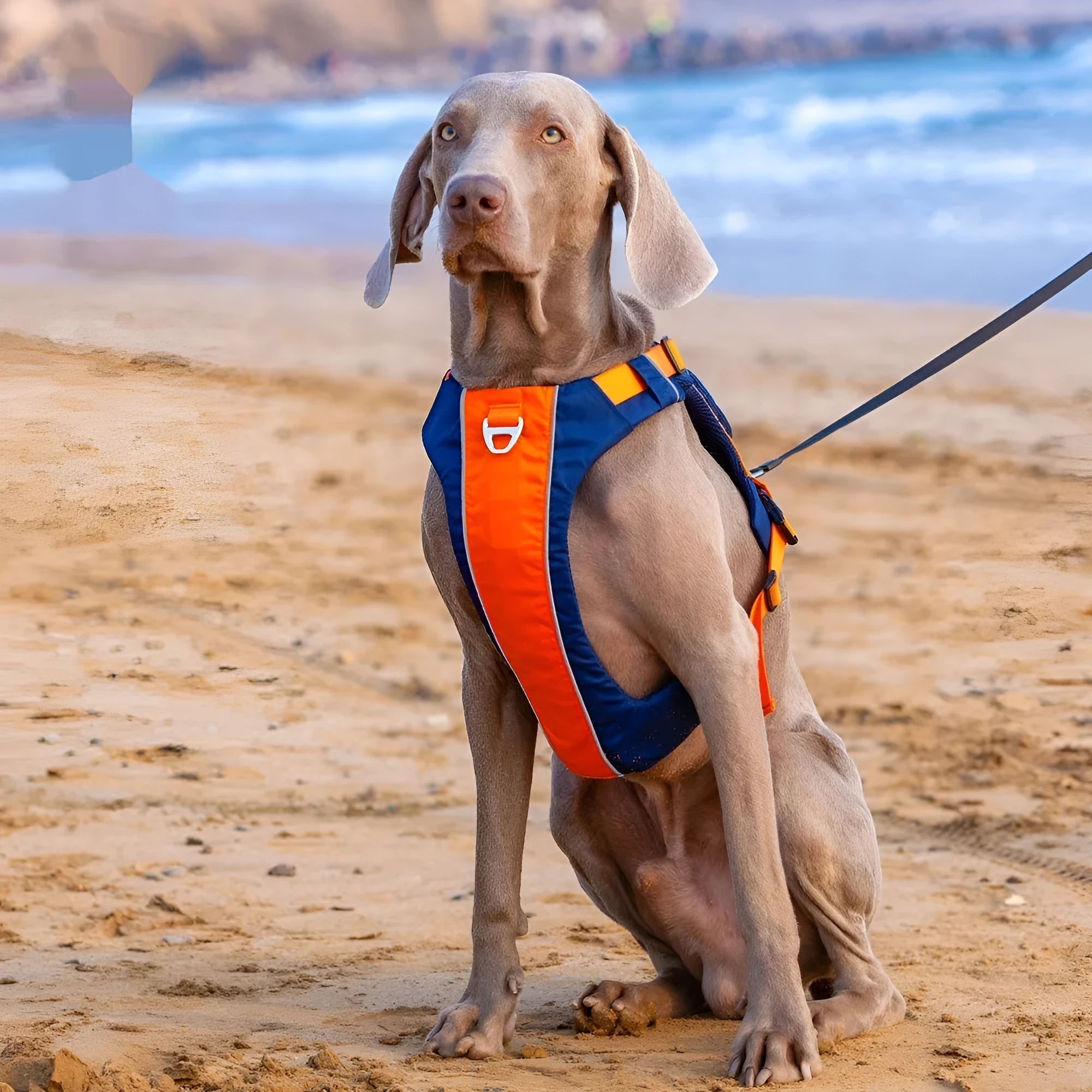 Orange blue nylon dog chest strap vest harness with hand rope attachment shown on dog