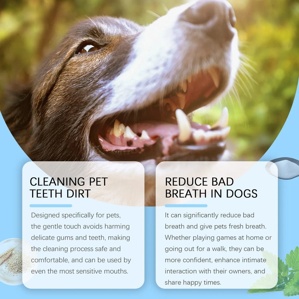 Pet toothbrush pen with soft silicone bristles for dental care of dogs and cats