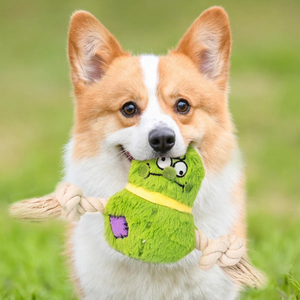 Green and purple plush rope knot dog toy with squeaker for tug of war and chewing.