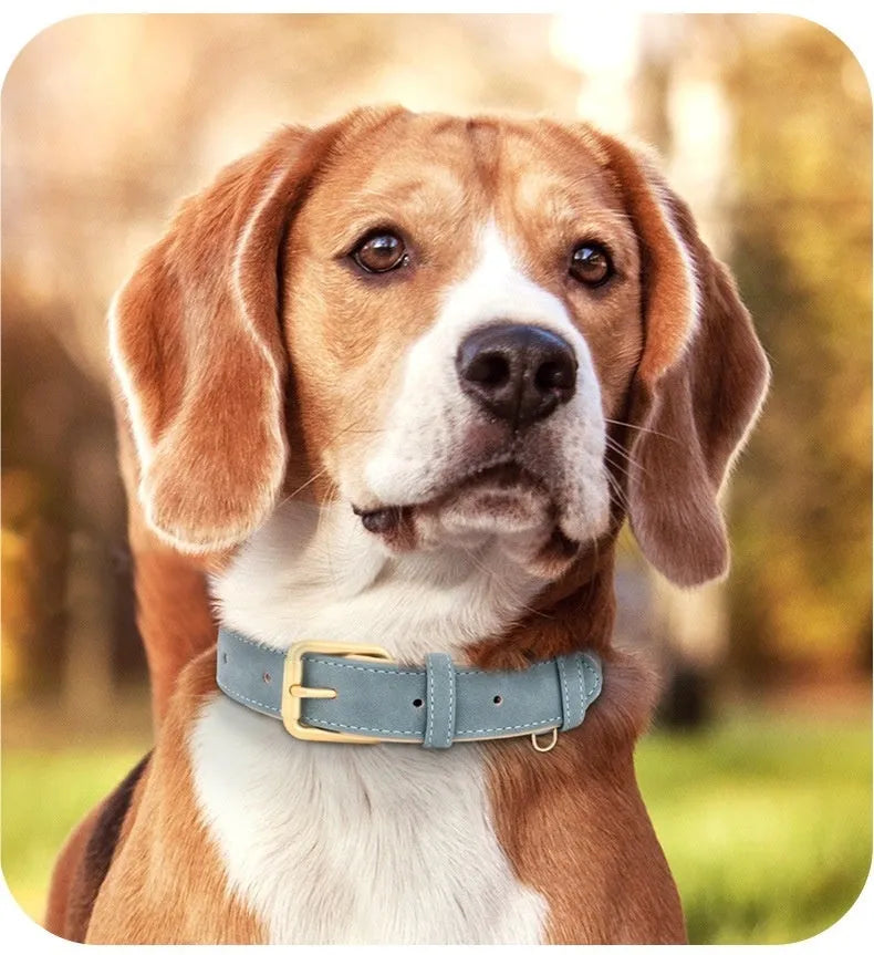 Double-layer leather dog collar and lead set in rose red, brown, or blue colours