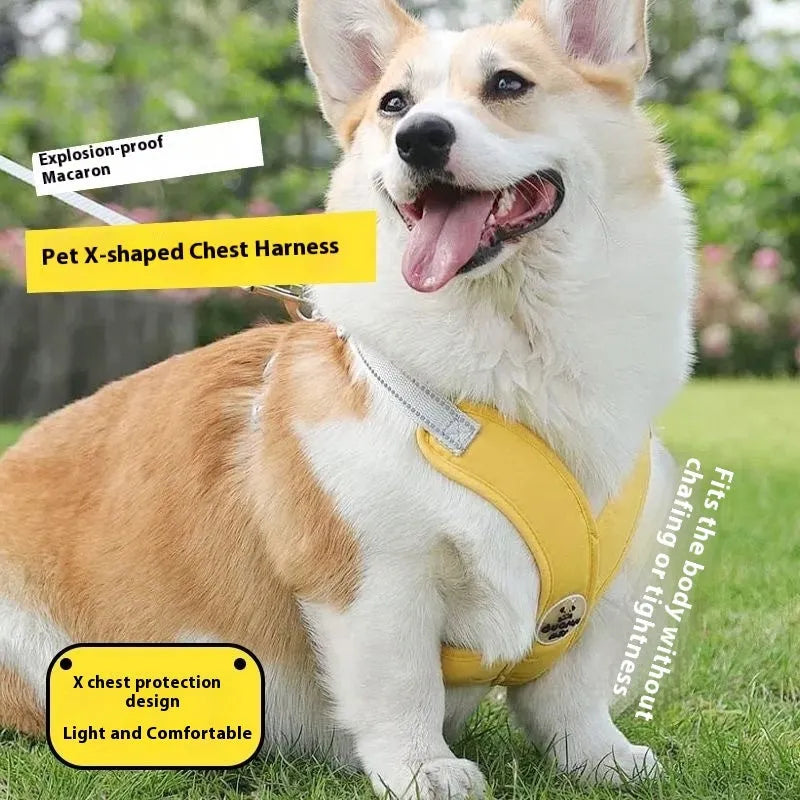 Polyester dog vest and matching hand holding rope in a choice of blue, green, pink, or yellow.