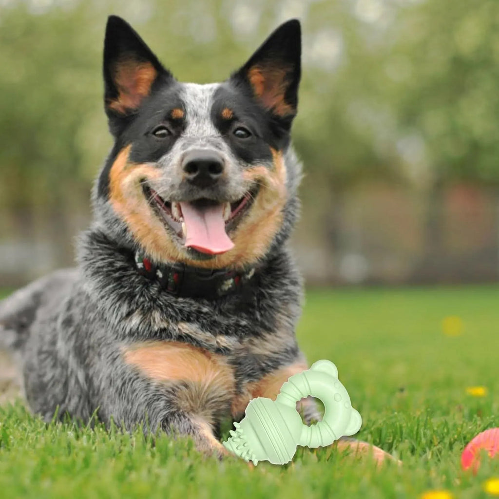Blue rubber molar dog chew toy with bell for aggressive chewers and teeth cleaning