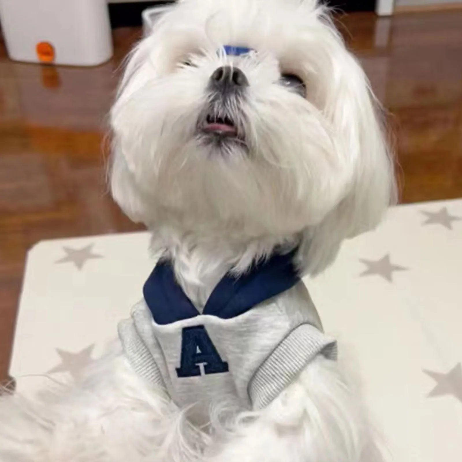 Blue and grey white pet hoodie sweater with reflective letters for cats and dogs in slim-fitting polyester