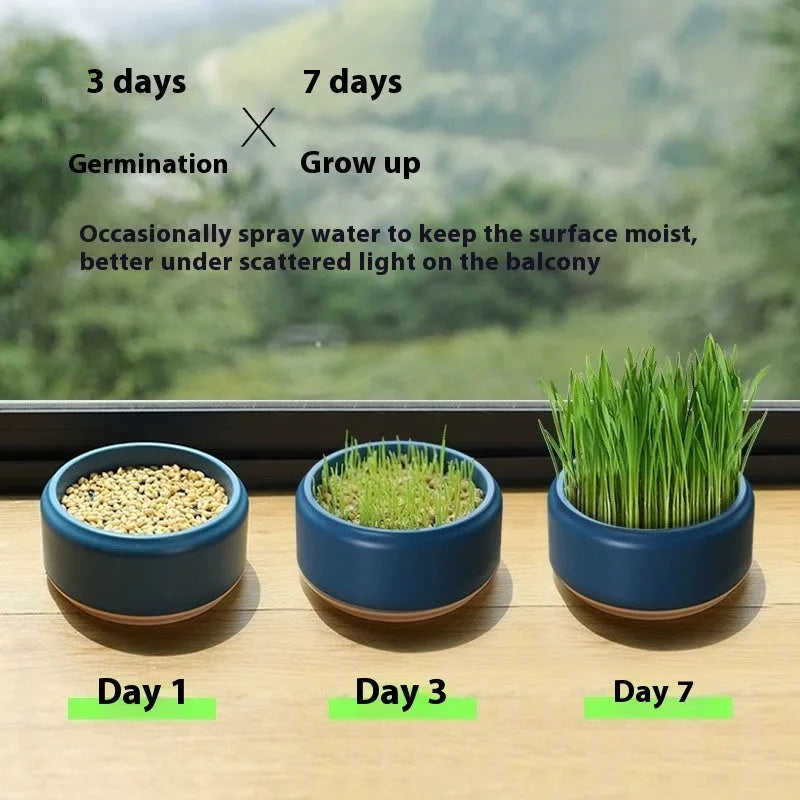 Hydroponic cat grass growing kit with reusable cup and seed packs in blue, green, yellow colours
