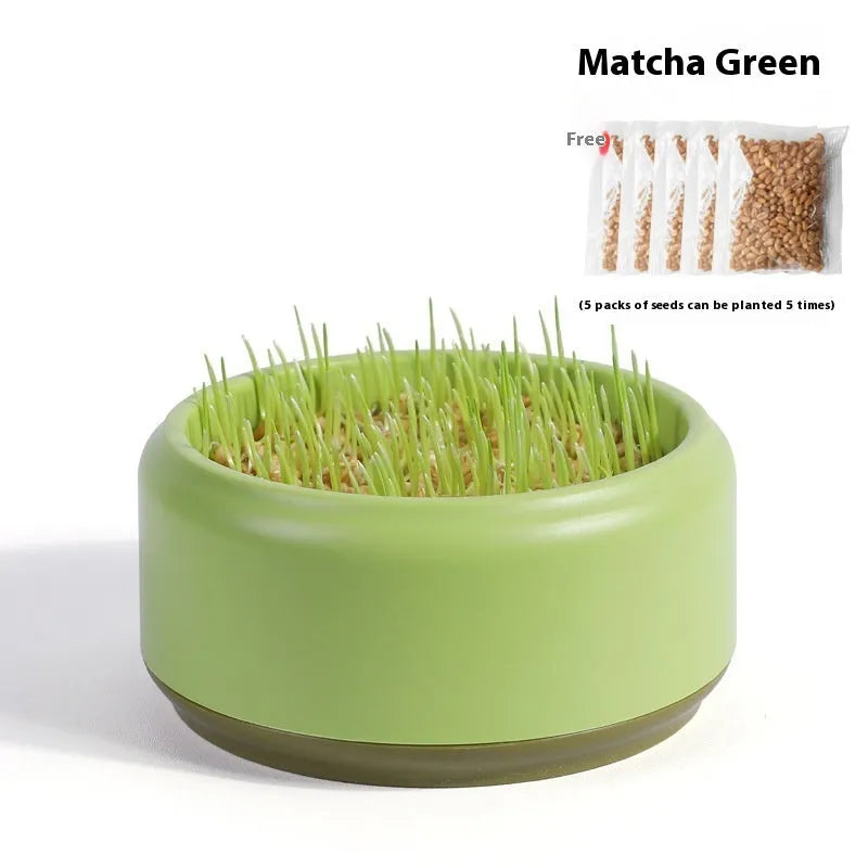 Hydroponic cat grass growing kit with reusable cup and seed packs in blue, green, yellow colours